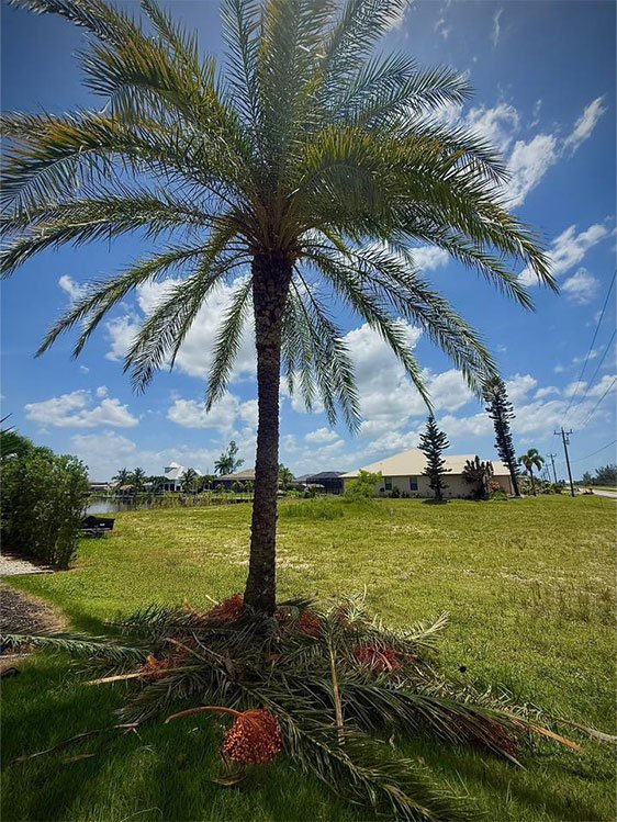 tree removal fort myers
